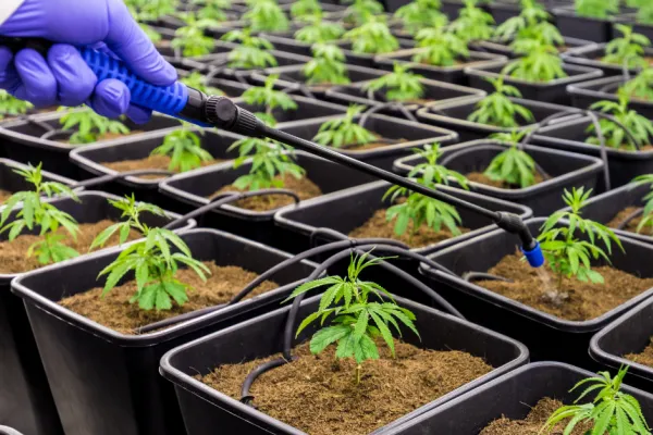 Cannabis seedlings being watered